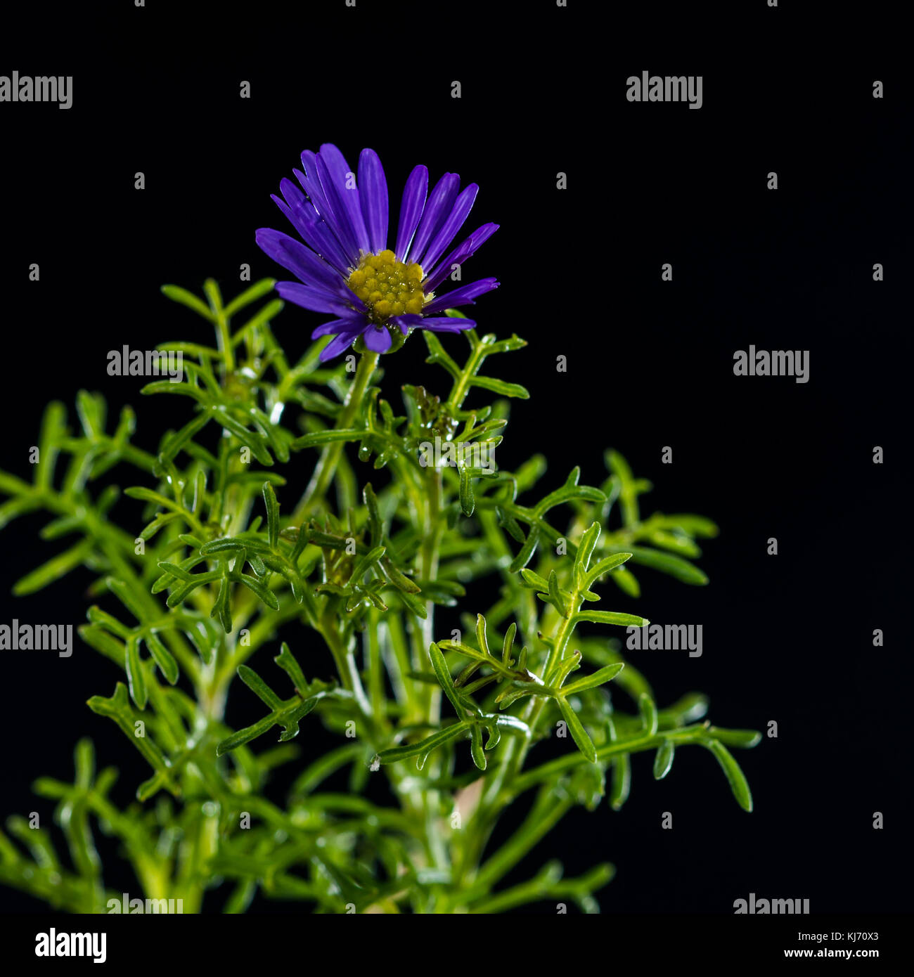 A macro shot of a blue rock daisy. Stock Photo