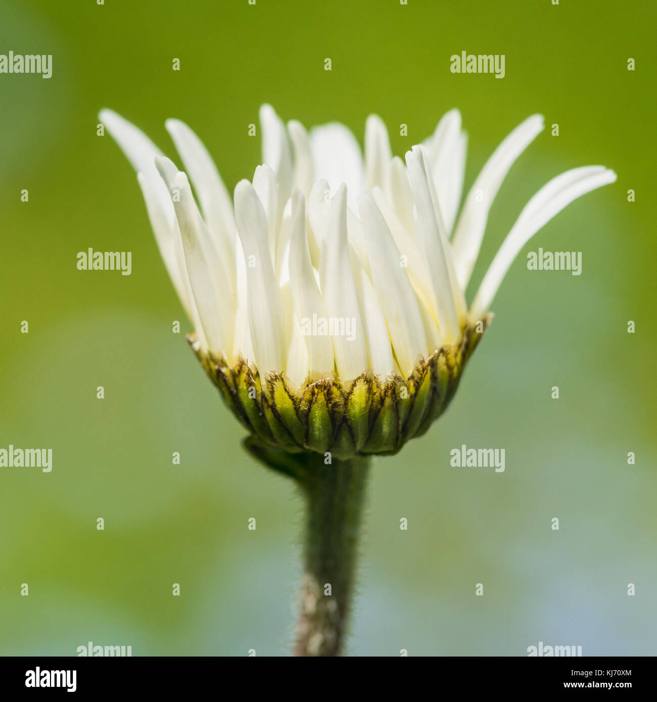 A macro shot of an ox eye daisy opening up. Stock Photo
