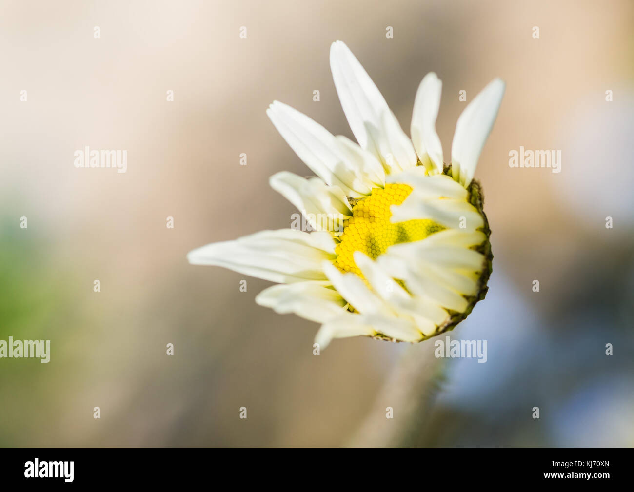 A macro shot of an ox eye daisy opening up. Stock Photo