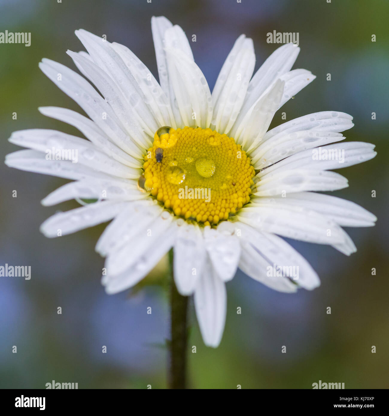 A macro shot of an ox eye daisy. Stock Photo
