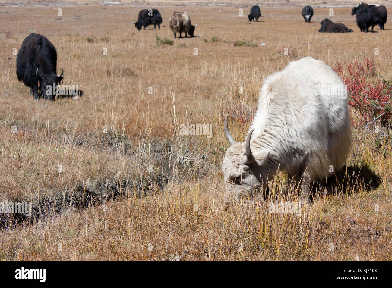 Yak grazing in the Marsyangdi valley on himalayan mountain plateou at 3500 m, close to Manang and Bhraka, along the Annapurna circuit, Nepal. Stock Photo
