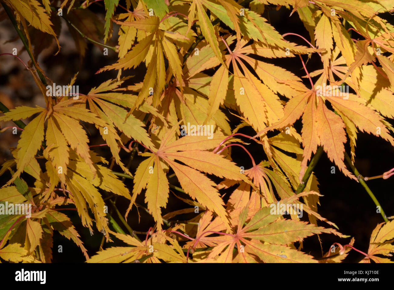 Acer palmatum 'Elegans' Japanese maple, leaf detail autumn colour (color) Stock Photo