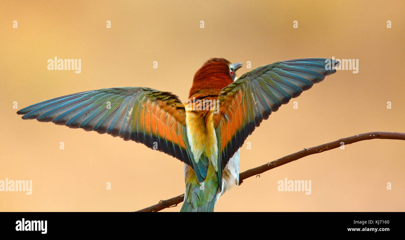 European bee-eater (Merops Apiaster) sitting on branch Stock Photo