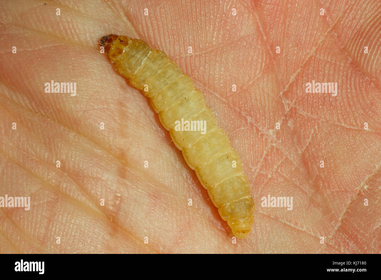 Waxworm closeup on palm of hand. UK Stock Photo - Alamy