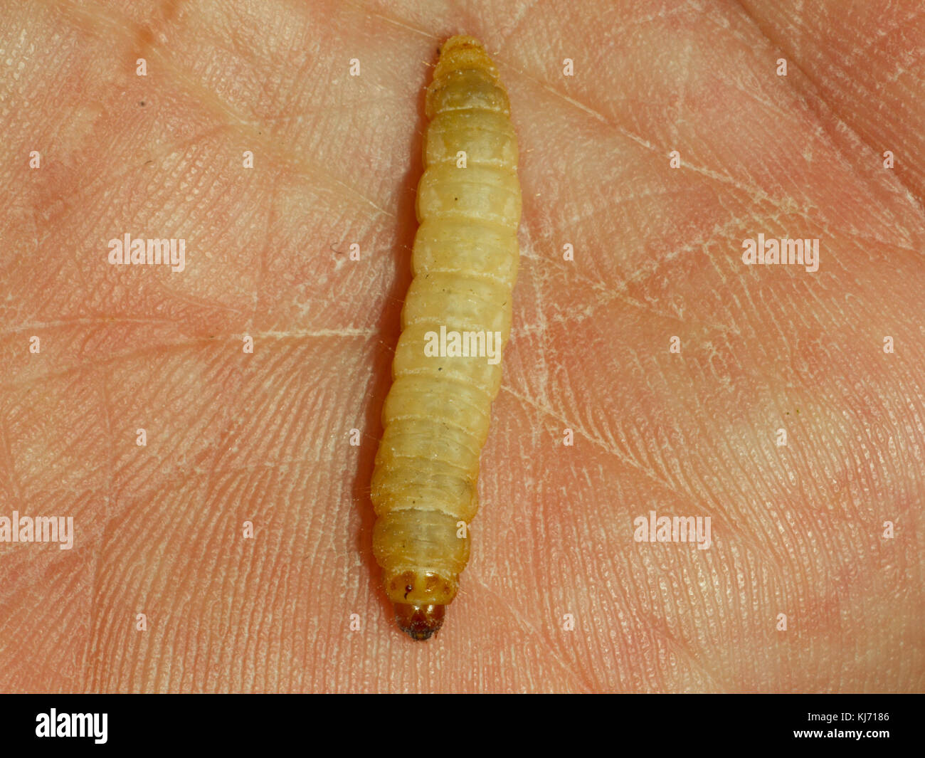 Wax Worms Eat But Can They Clean Up Our Trash Pollution?, 57% OFF