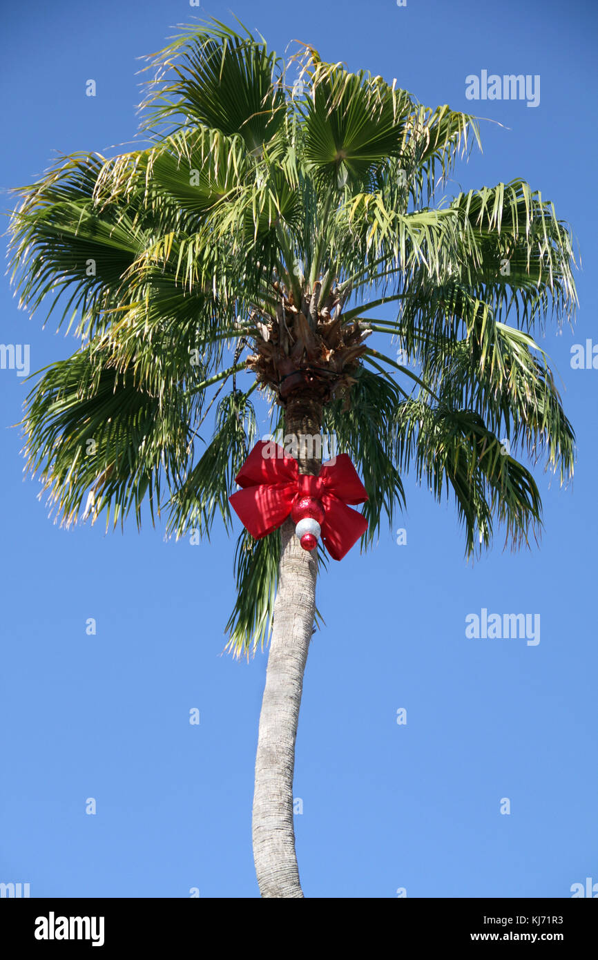 Decorated palm tree with red Christmas bow Stock Photo Alamy