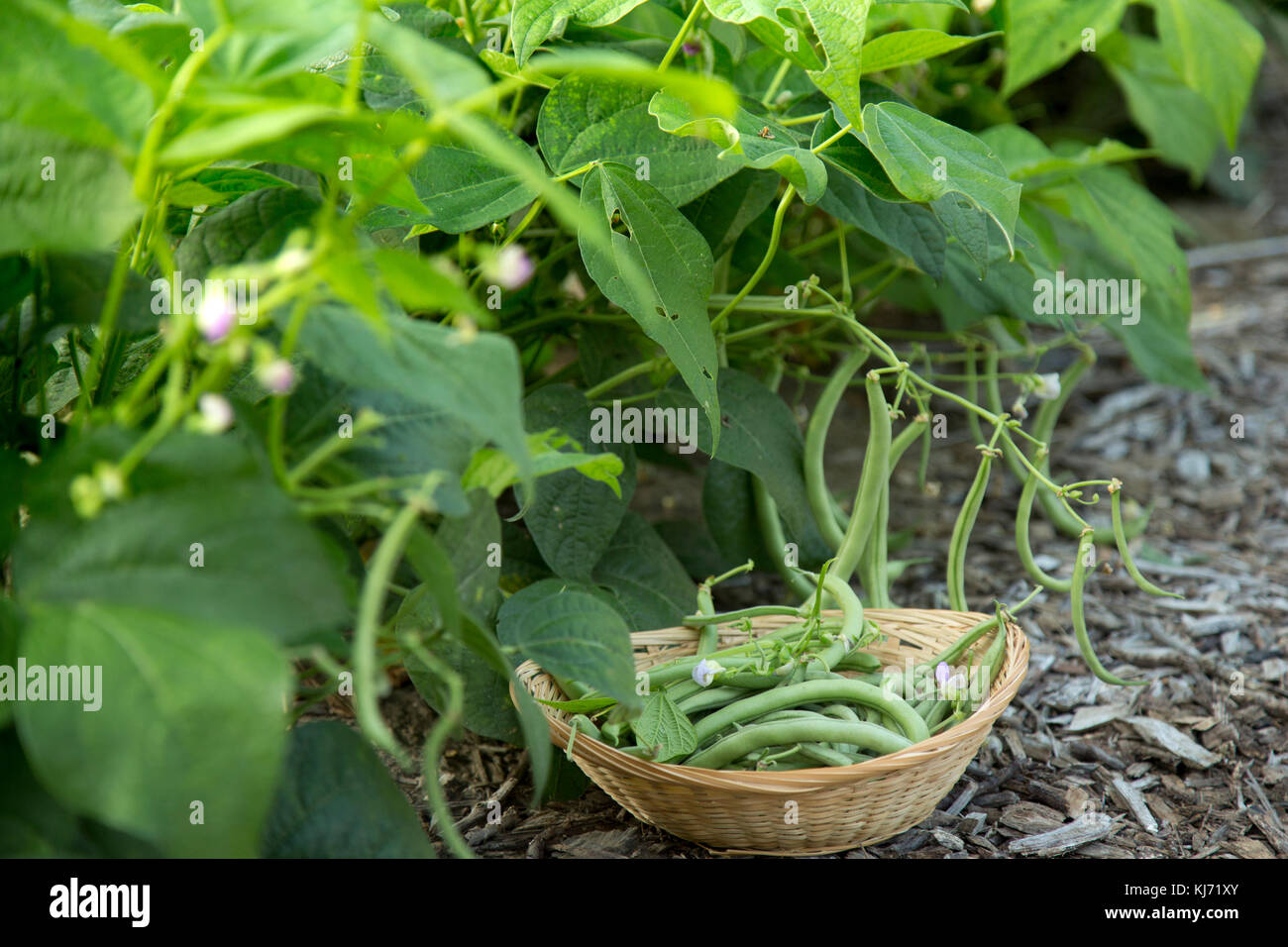Organic Green Beans, Cedar Crest Lodge, Pleasanton, Kansas, USA Stock Photo