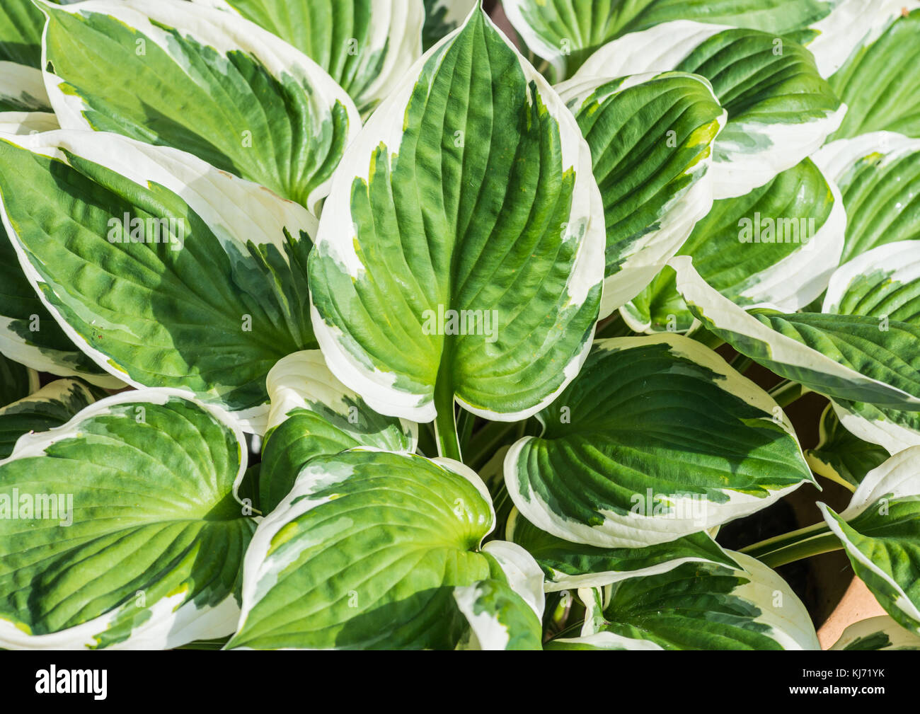 A shot of the leaves of a large hosta plant. Stock Photo