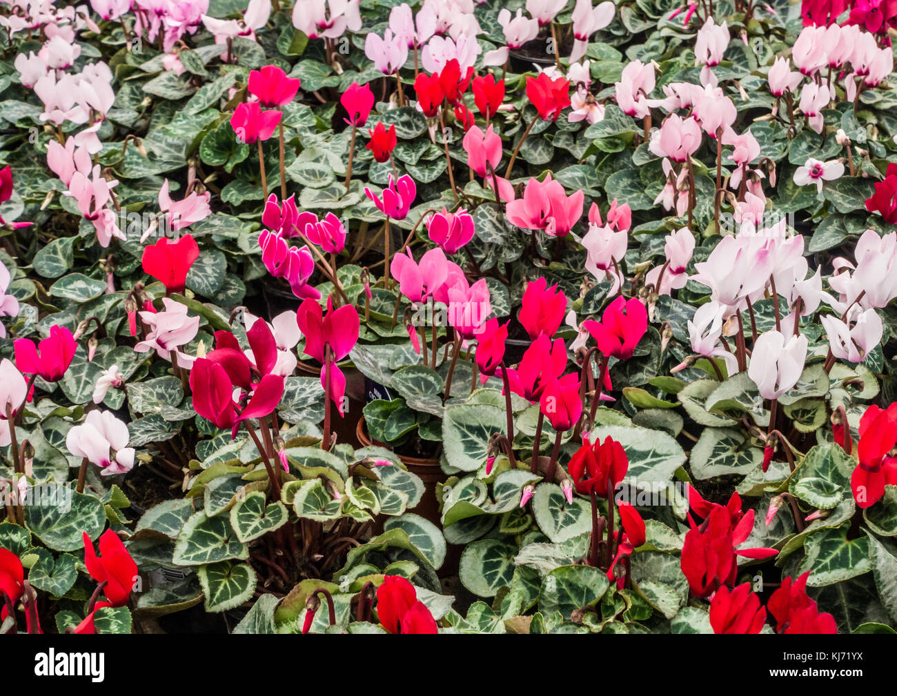 A shot of a colourful selection of cyclamen blooms. Stock Photo