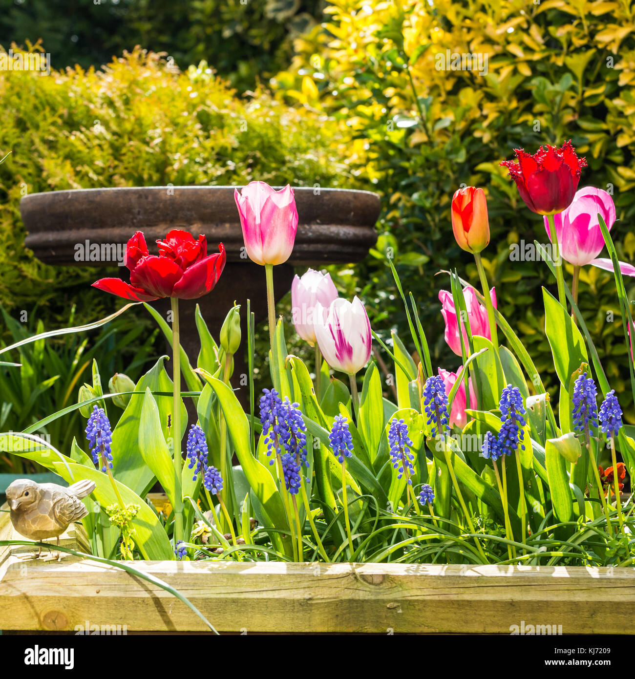 A raised wooden bed planted up with spring flowers Stock Photo Alamy