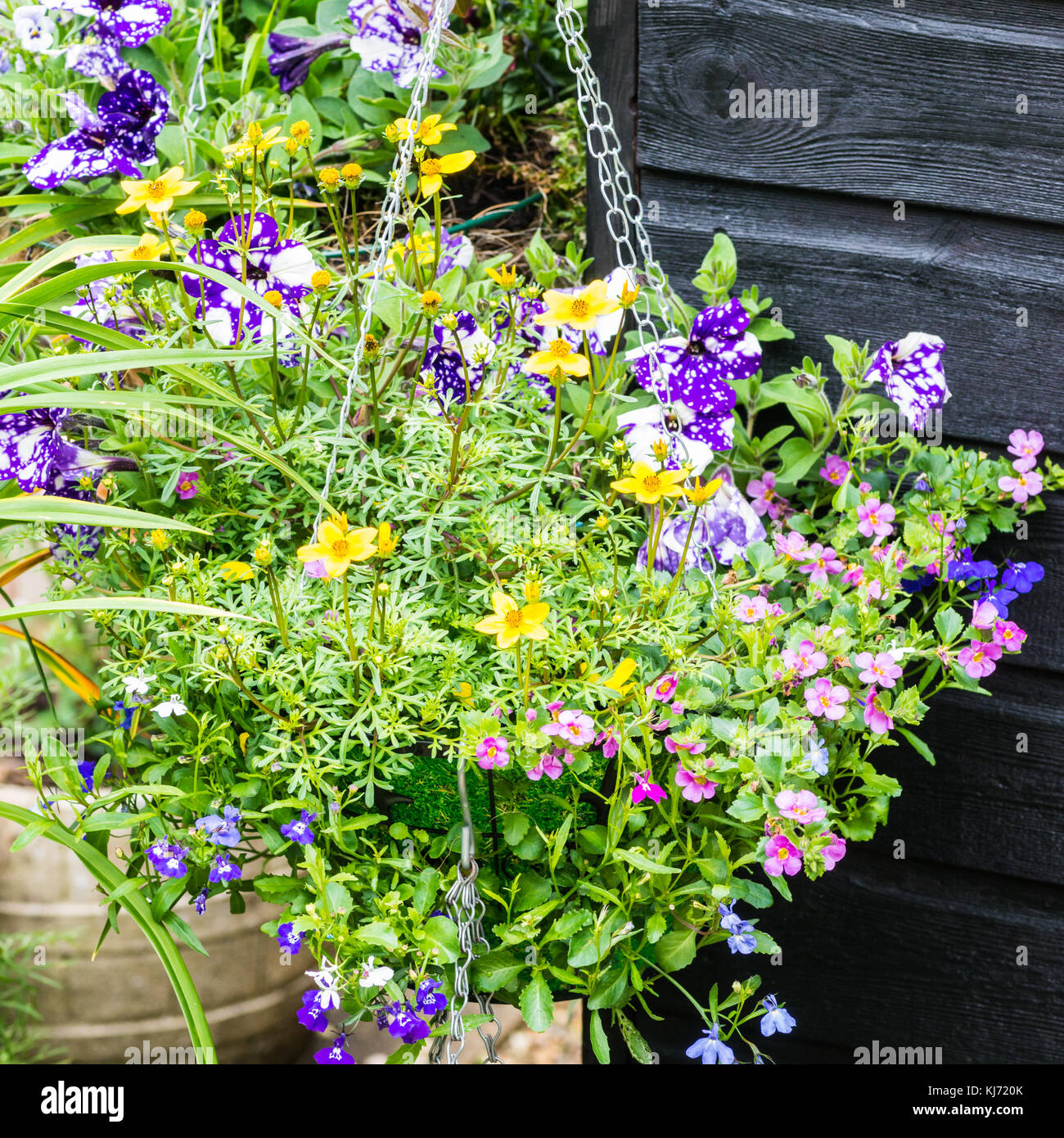 A shot of a colourful hanging basket. Stock Photo