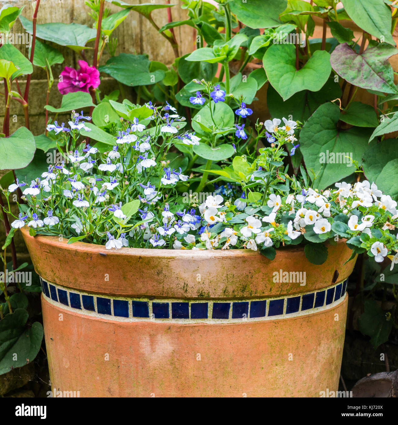 A shot of some blue and white flowers in a terracotta pot. Stock Photo