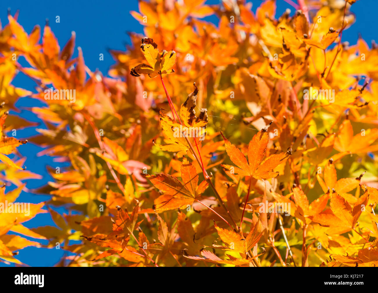 Golden japanese acer leaves hi-res stock photography and images - Alamy