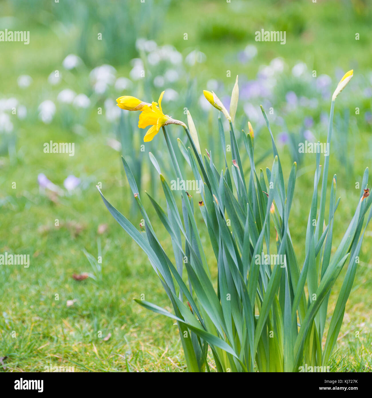 Springtime daffodils, crocuses and snowdrops Stock Photo Alamy
