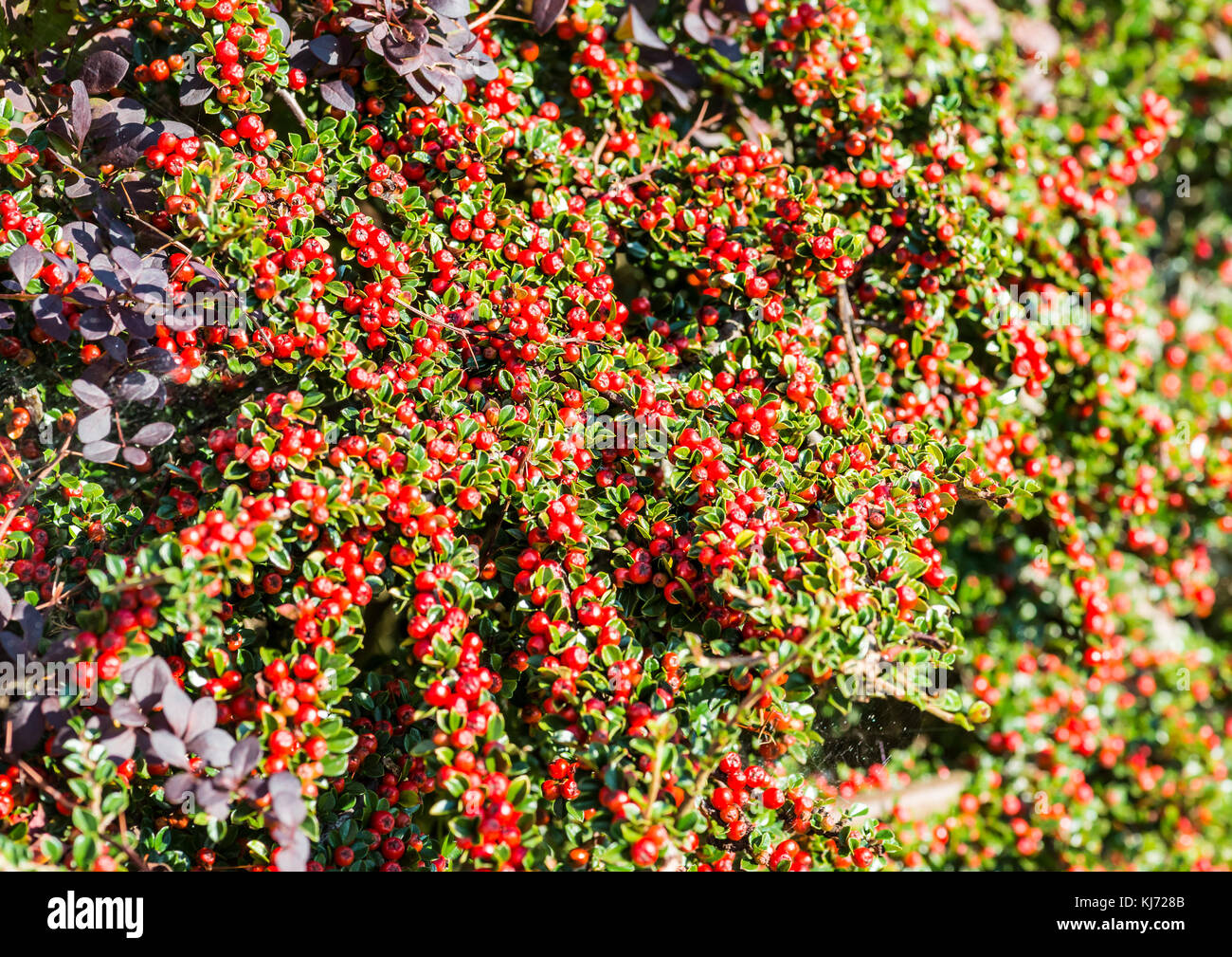 A shot of the red berries of a cotoneaster bush. Stock Photo