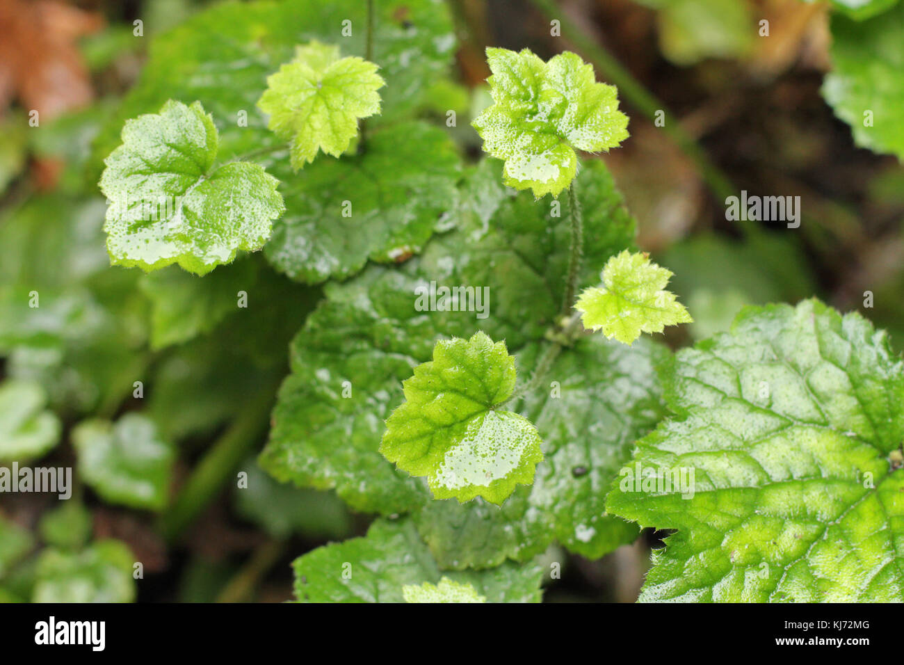 Wet picture of leaves of small ones over big ones Stock Photo