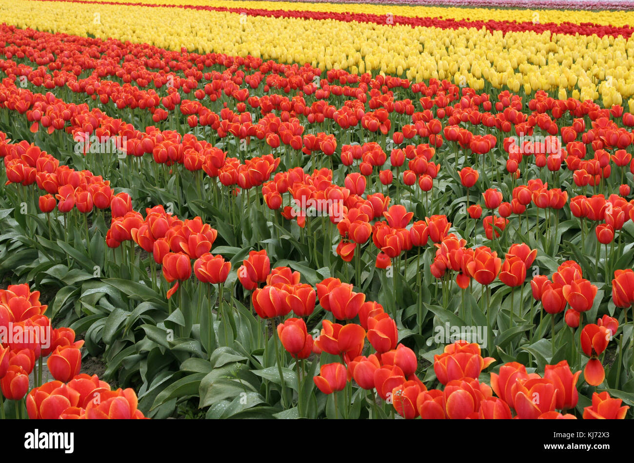 Blooming red and yellow tulips in a field Stock Photo - Alamy