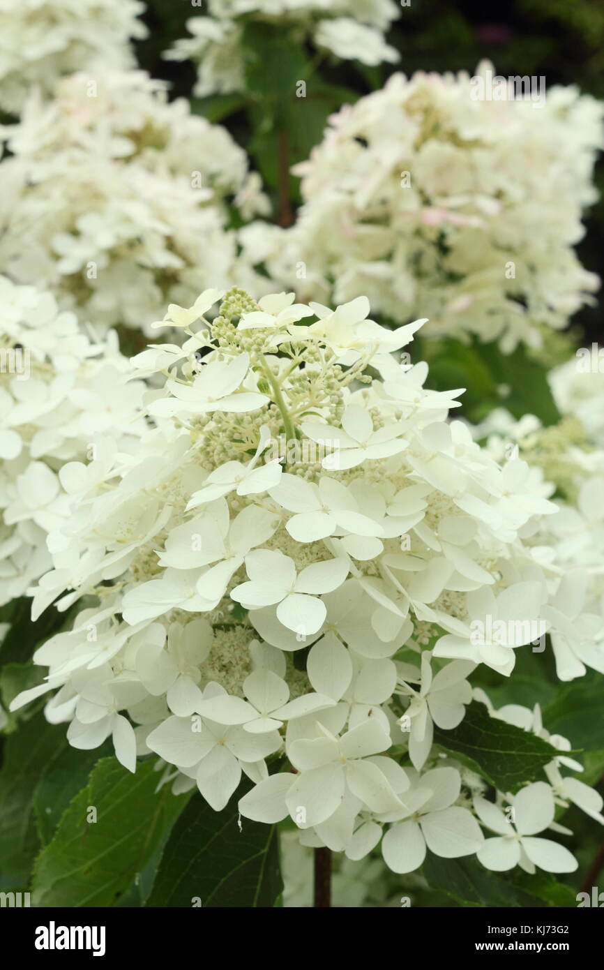 Panicle hydrangea hydrangea paniculata hires stock photography and