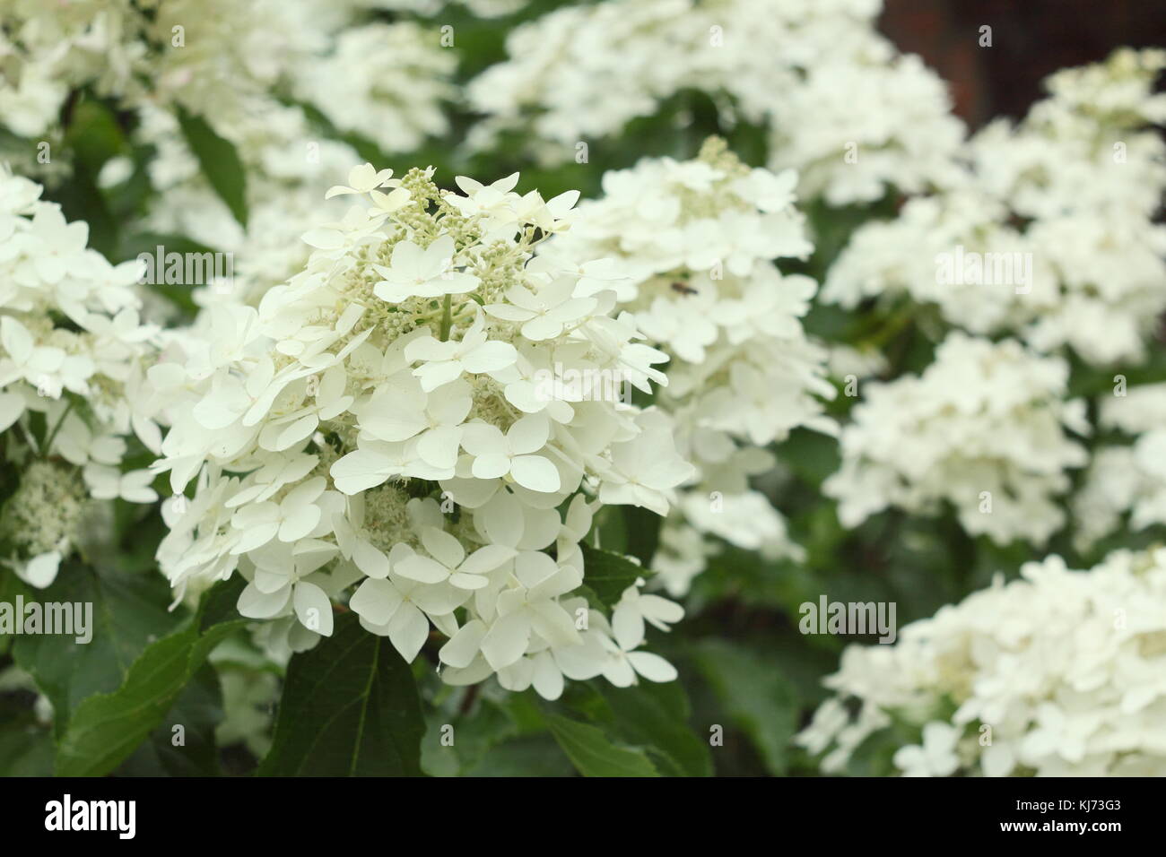 Hydrangea paniculata 'Tardiva' in full bloom in a garden border on a