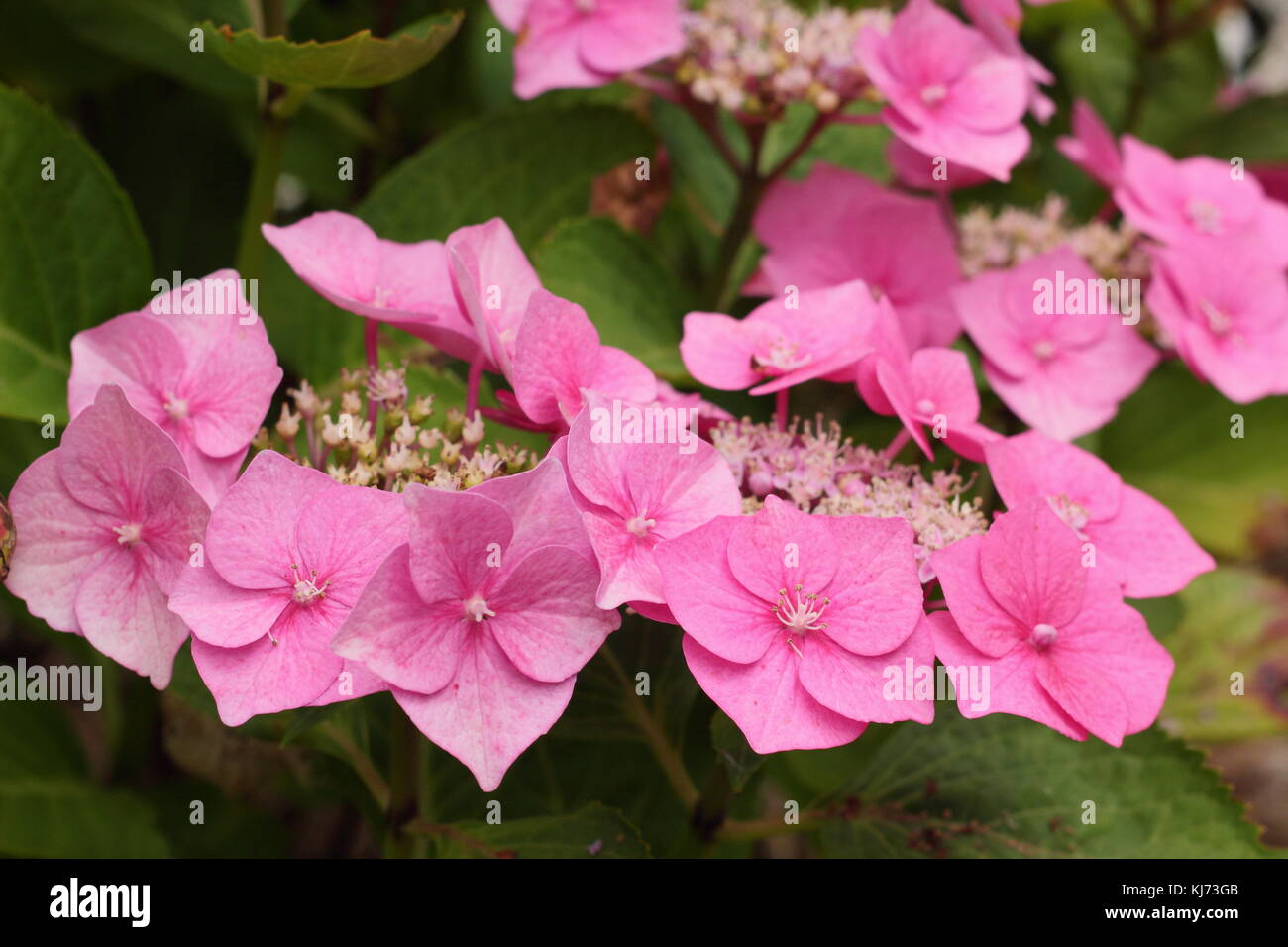 Hydrangea macrophylla 'Rotkehlchen' in full bloom on a bright summer day (August), UK Stock Photo