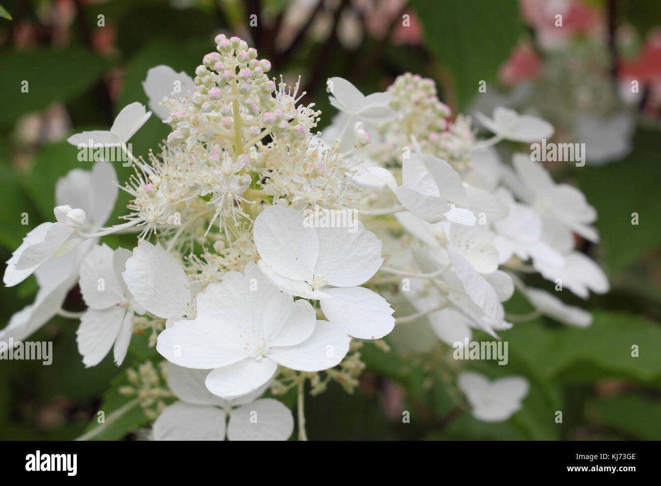 Hydrangea paniculata 'White Lady' in full bloom on a bright summer day (August), UK Stock Photo