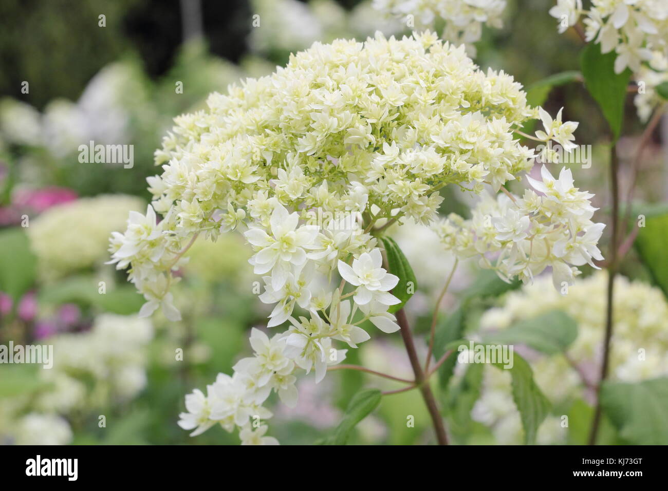 Hydrangea arborescens 'Hayes Starburst' in full bloom on a bright summer day (August), UK Stock Photo