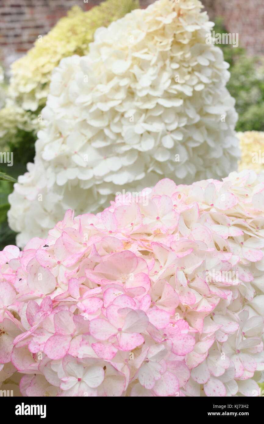 Showy pink and white blooms of Hydrangea paniculata 'Vanille Fraise'  flowering in an English garden border  in summer (August), UK Stock Photo