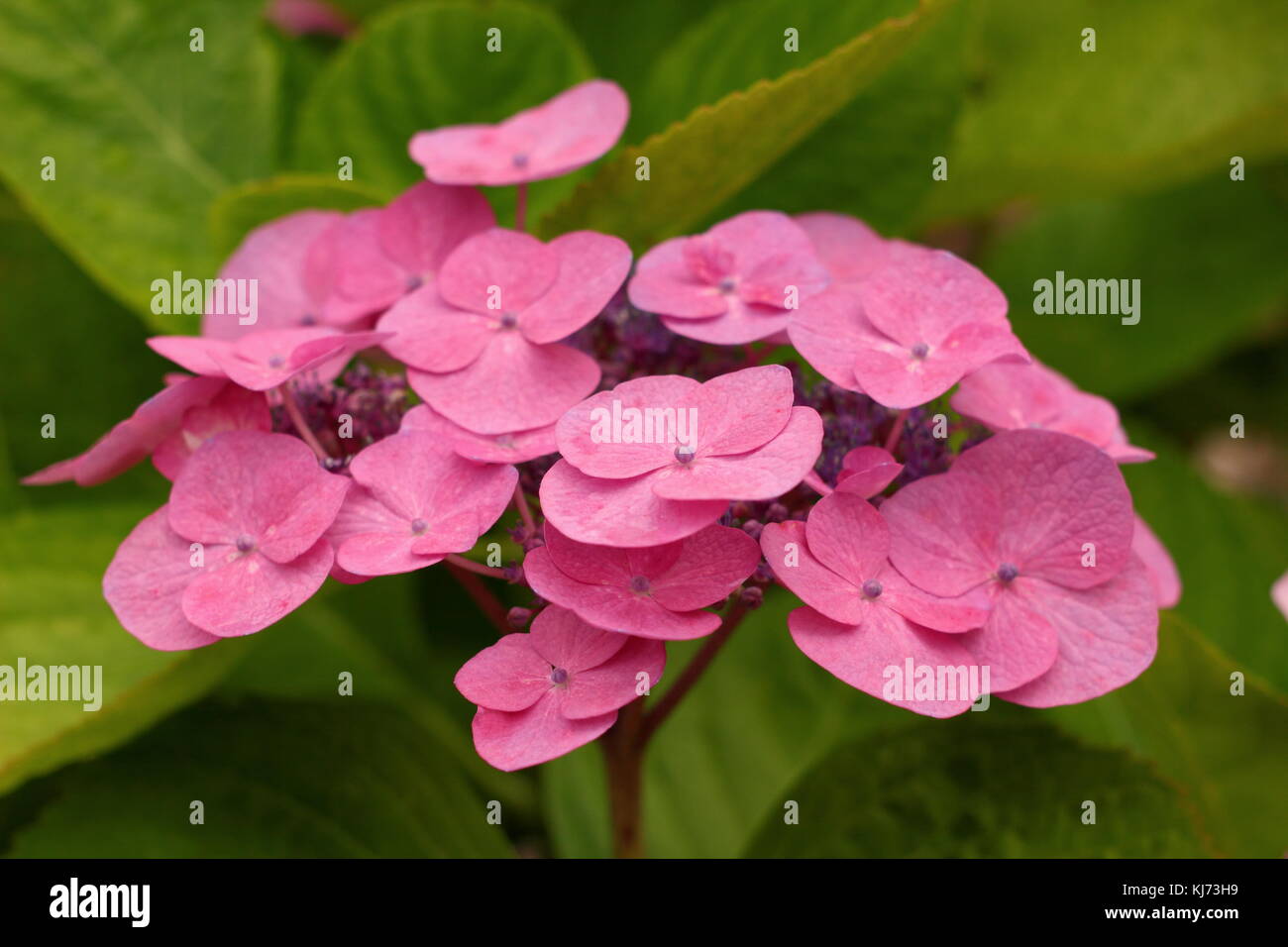 Hydrangea macrophylla 'Muecke' in full bloom in a garden border on a