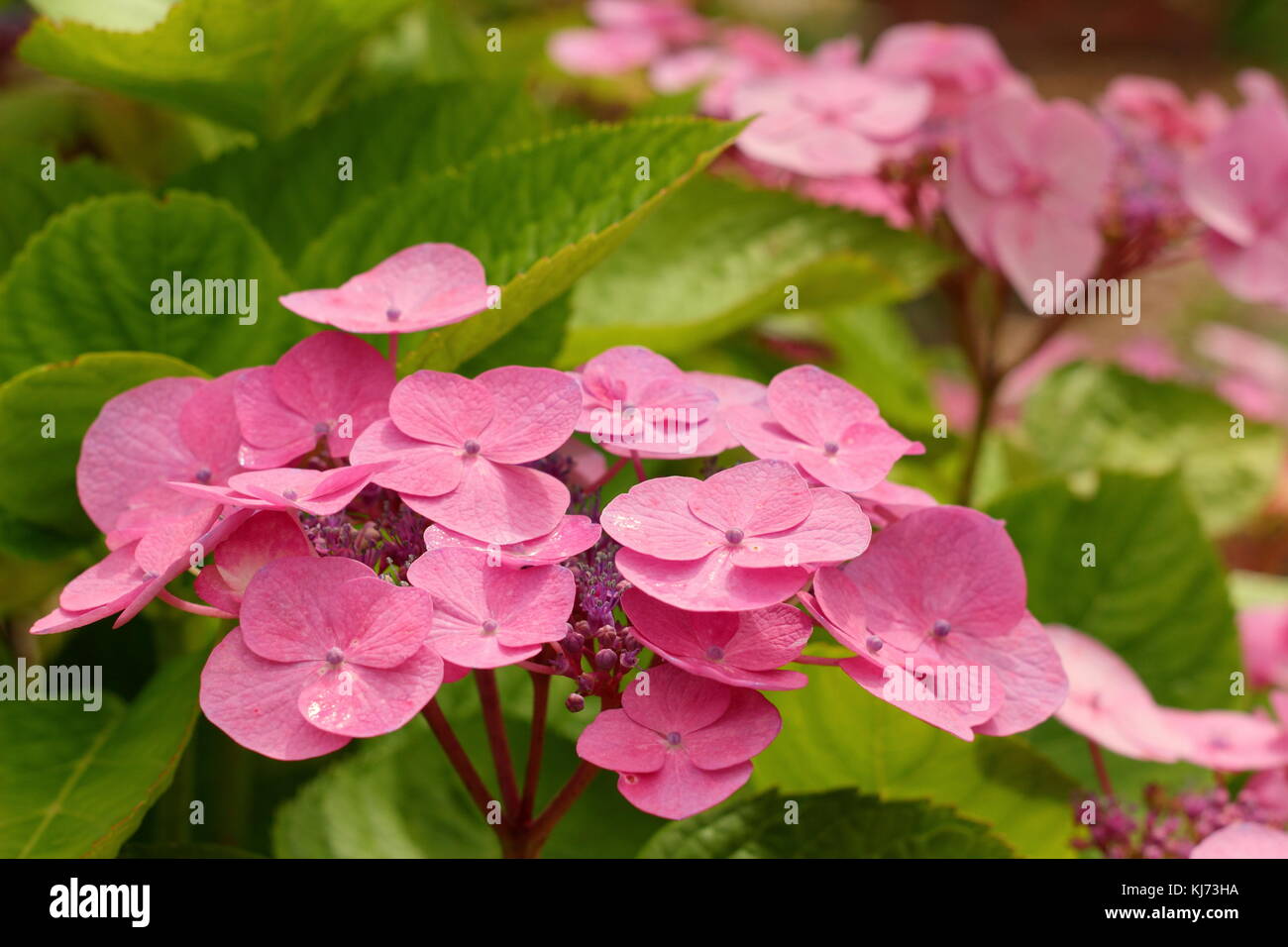 Hydrangea macrophylla 'Muecke' in full bloom in a garden border on a