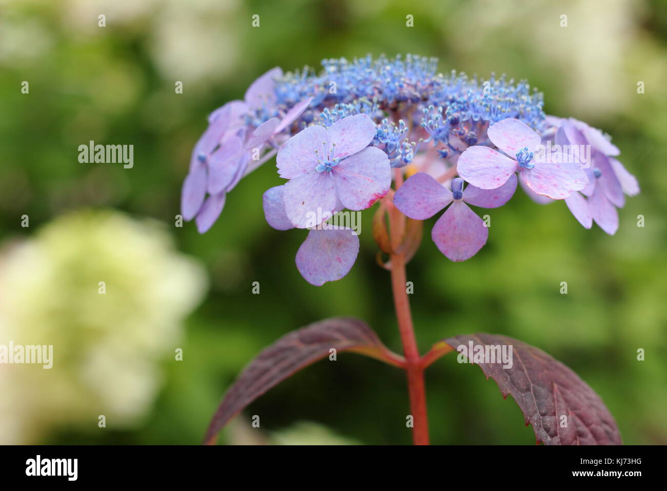 Hydrangea macrophylla 'Muecke' in full bloom in a garden border on a