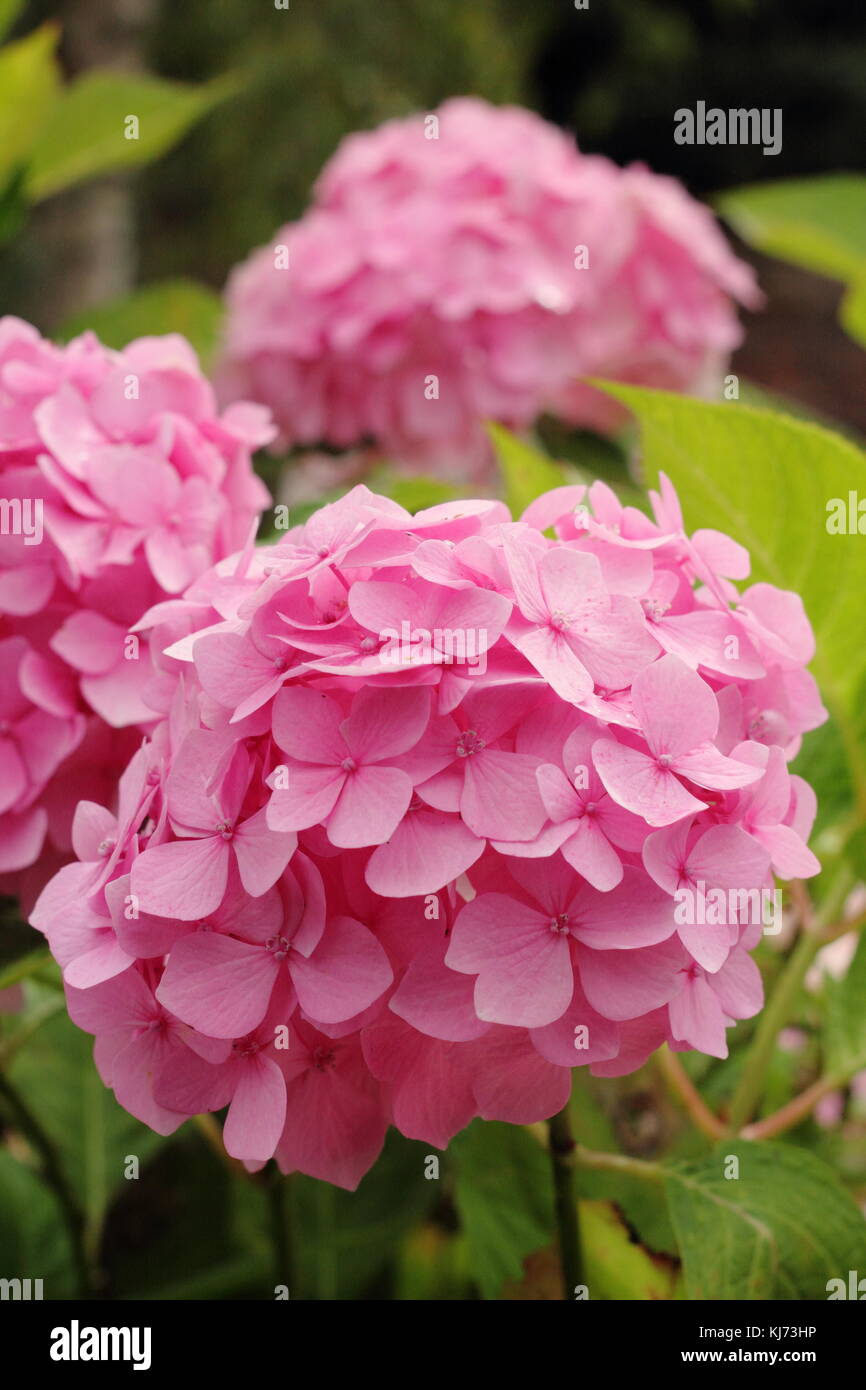 Hydrangea macrophylla 'Shin Ozaki' in full bloom on a bright summer day