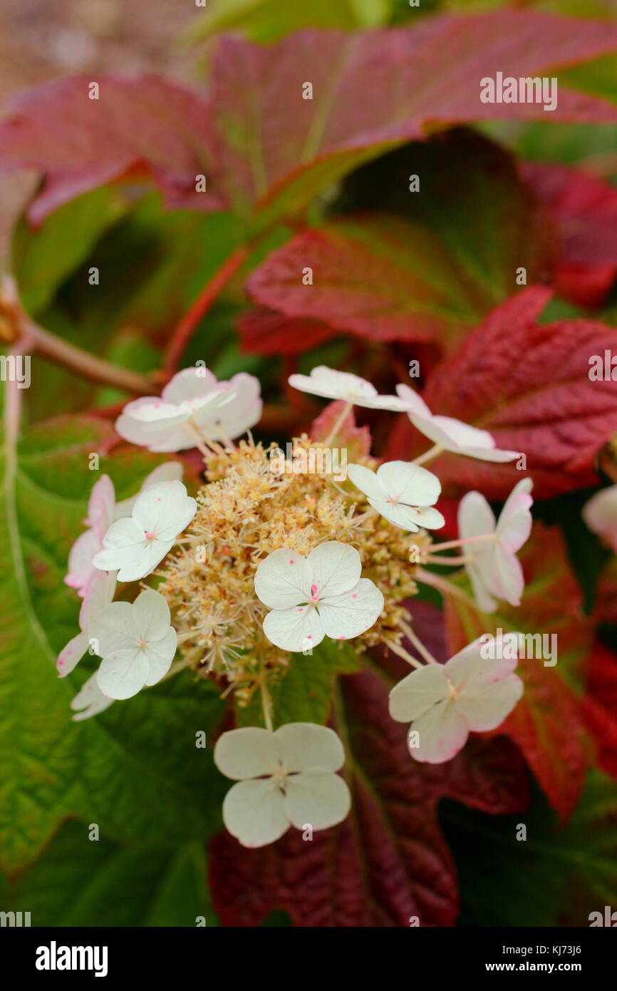 Hydrangea quercifola 'Snow Queen' blossom and maturing foliage showing autumn tints in a garden border ,UK Stock Photo