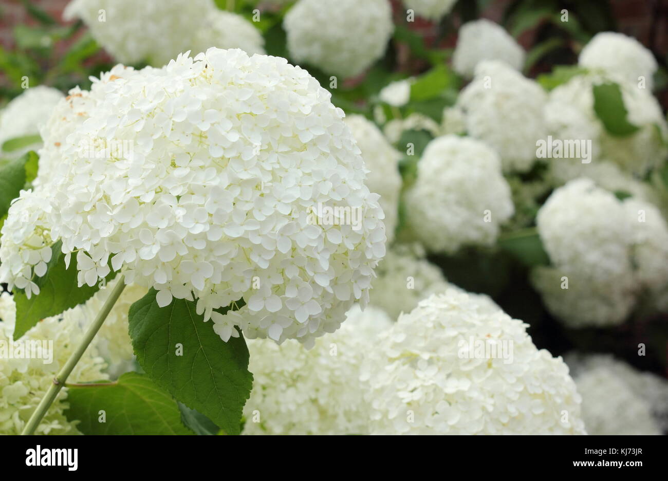 Hydrangea arborescens 'Annabelle' displaying large showy blooms on a bright summer day (August), UK Stock Photo