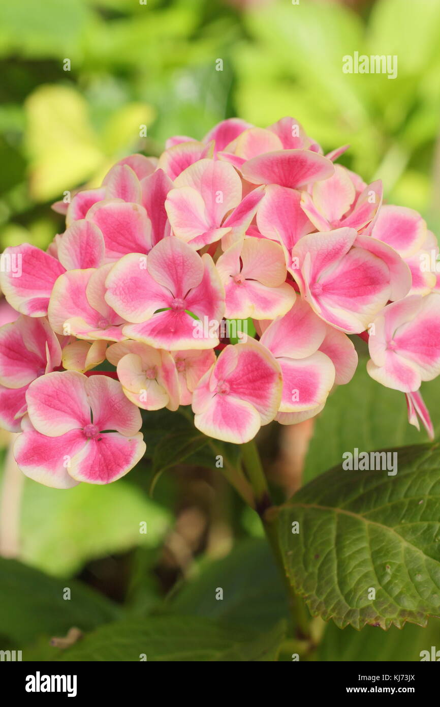 Hydrangea macrophylla 'Saint Claire' in full bloom in an English garden