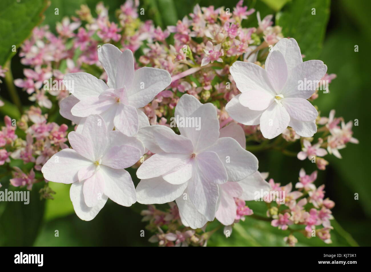 Hydrangea macrophylla 'Fireworks' in full bloom on a bright summer day