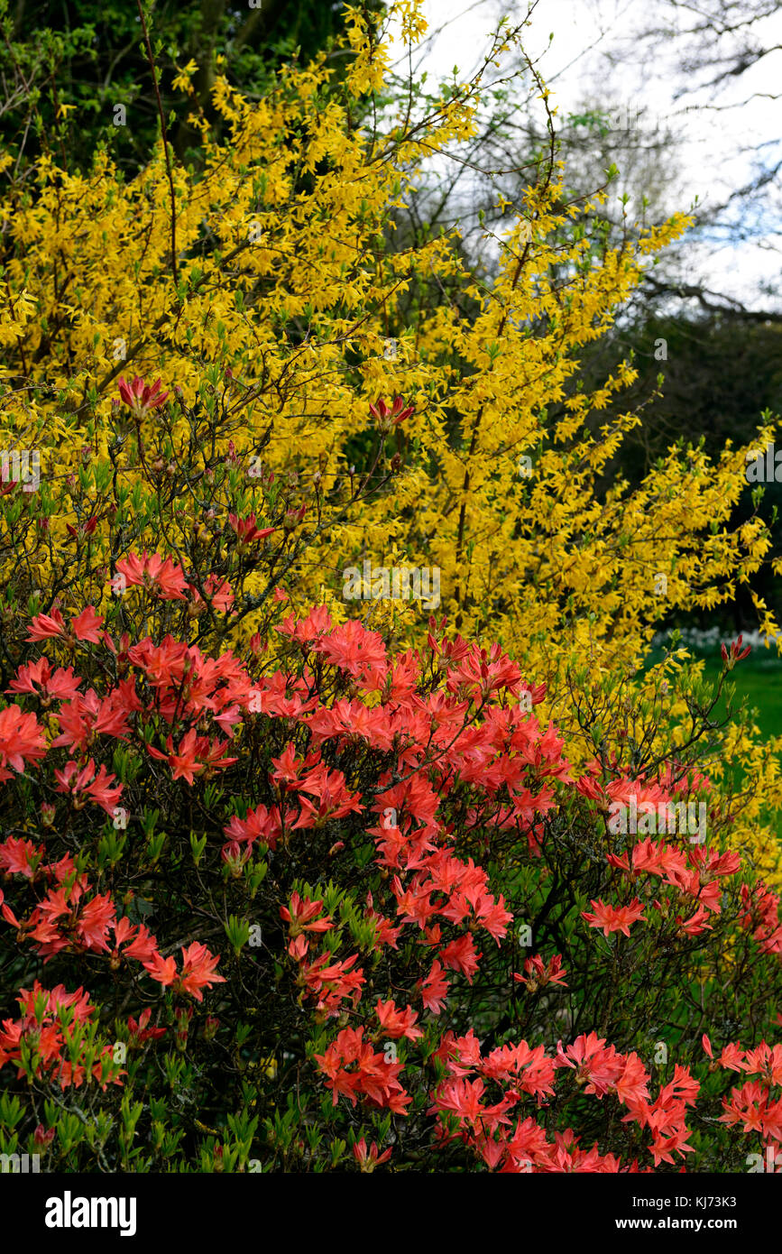 azalea, cytisus, orange, red, yellow, flower, flowers, flowering, shrub, shrubs, spring, RM floral Stock Photo