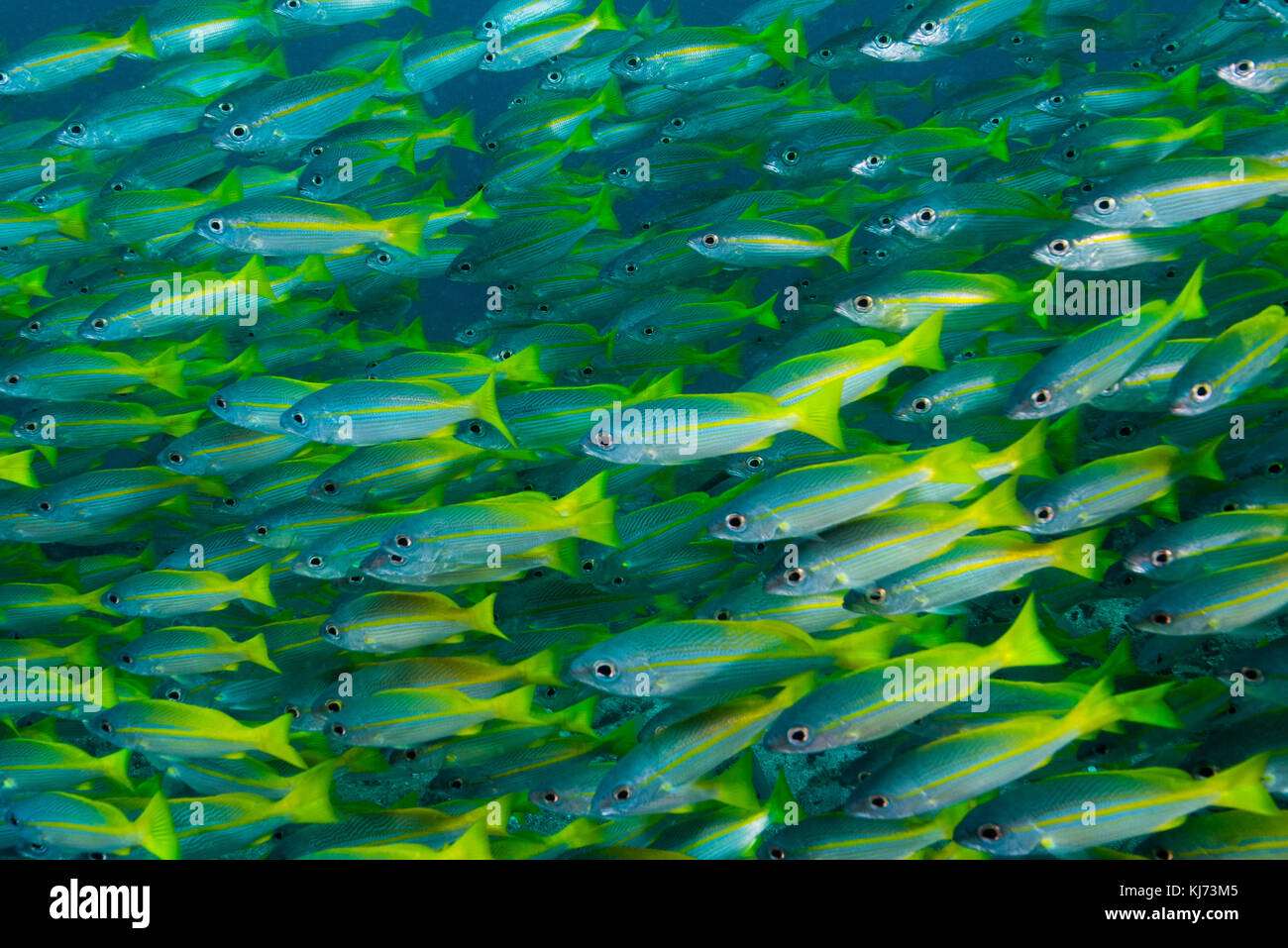 Silver snapper hires stock photography and images Alamy