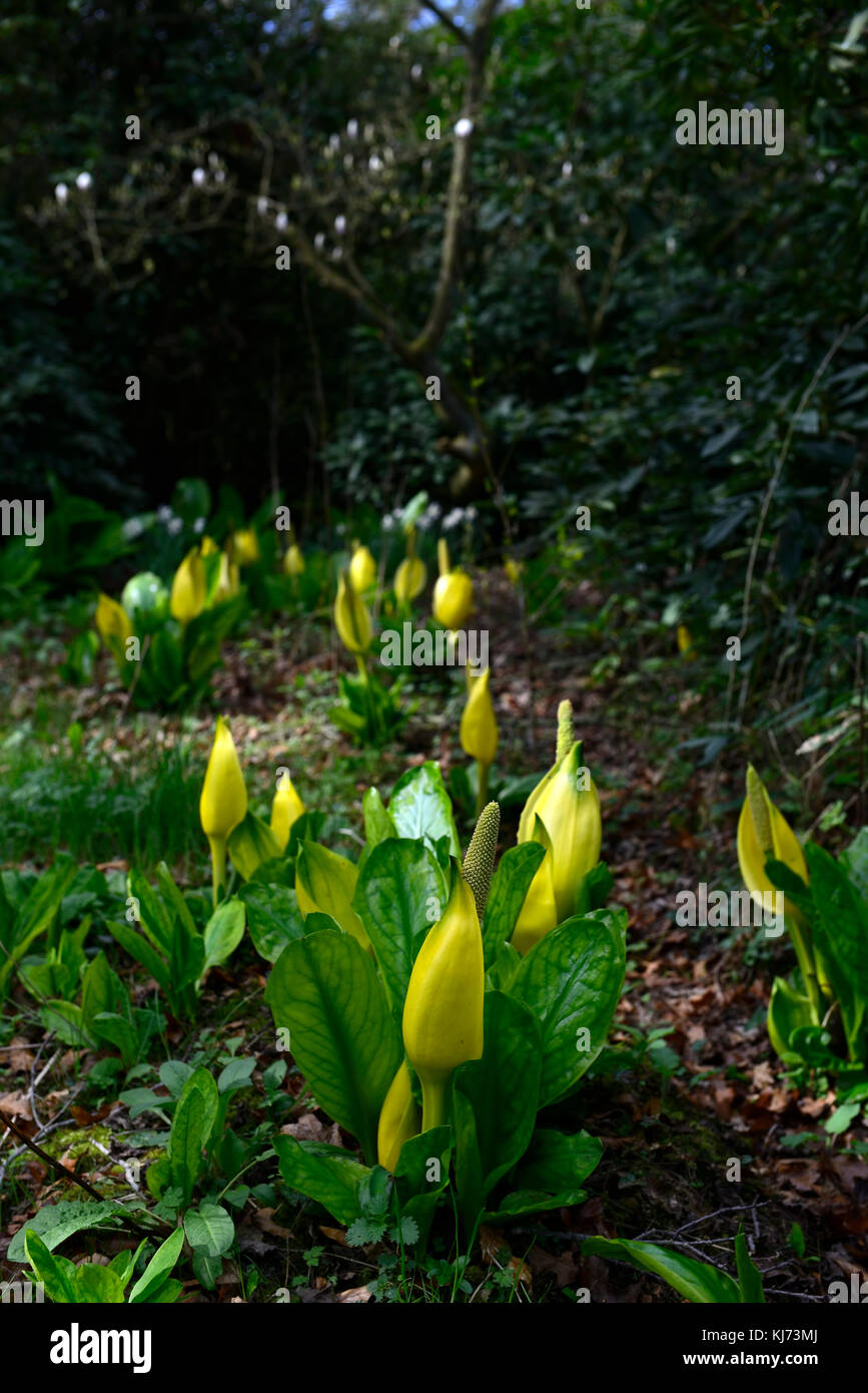 Lysichiton americanus, yellow, skunk cabbage, flowers, flowering, bloom