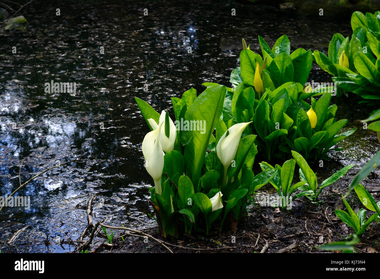 Lysichiton camtschatcensis,Asian skunk cabbage ,Lysichiton americanus, white, yellow, skunk cabbage, flowers, flowering, bloom, blooming, spring, pere Stock Photo