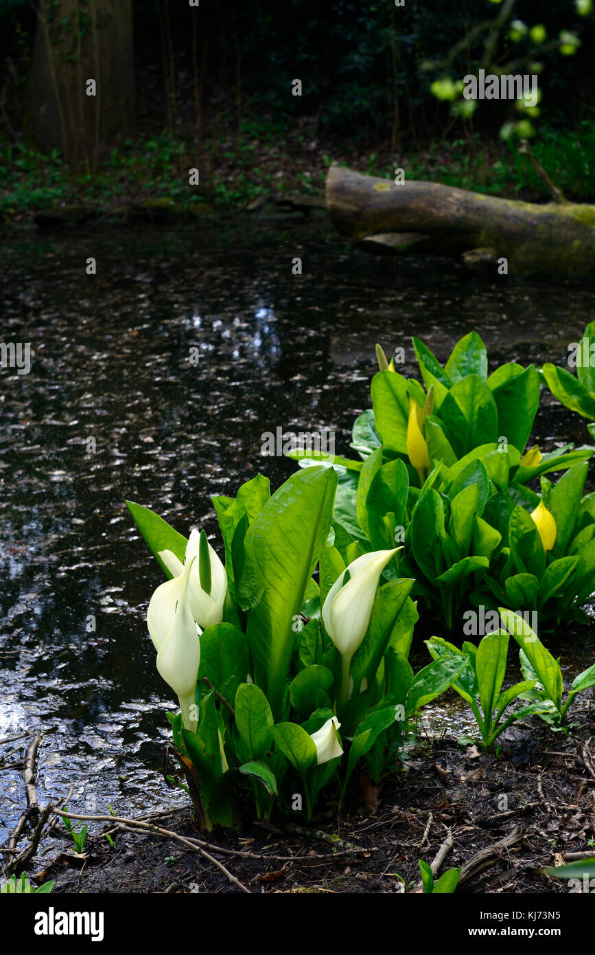 Lysichiton camtschatcensis,Asian skunk cabbage ,Lysichiton americanus