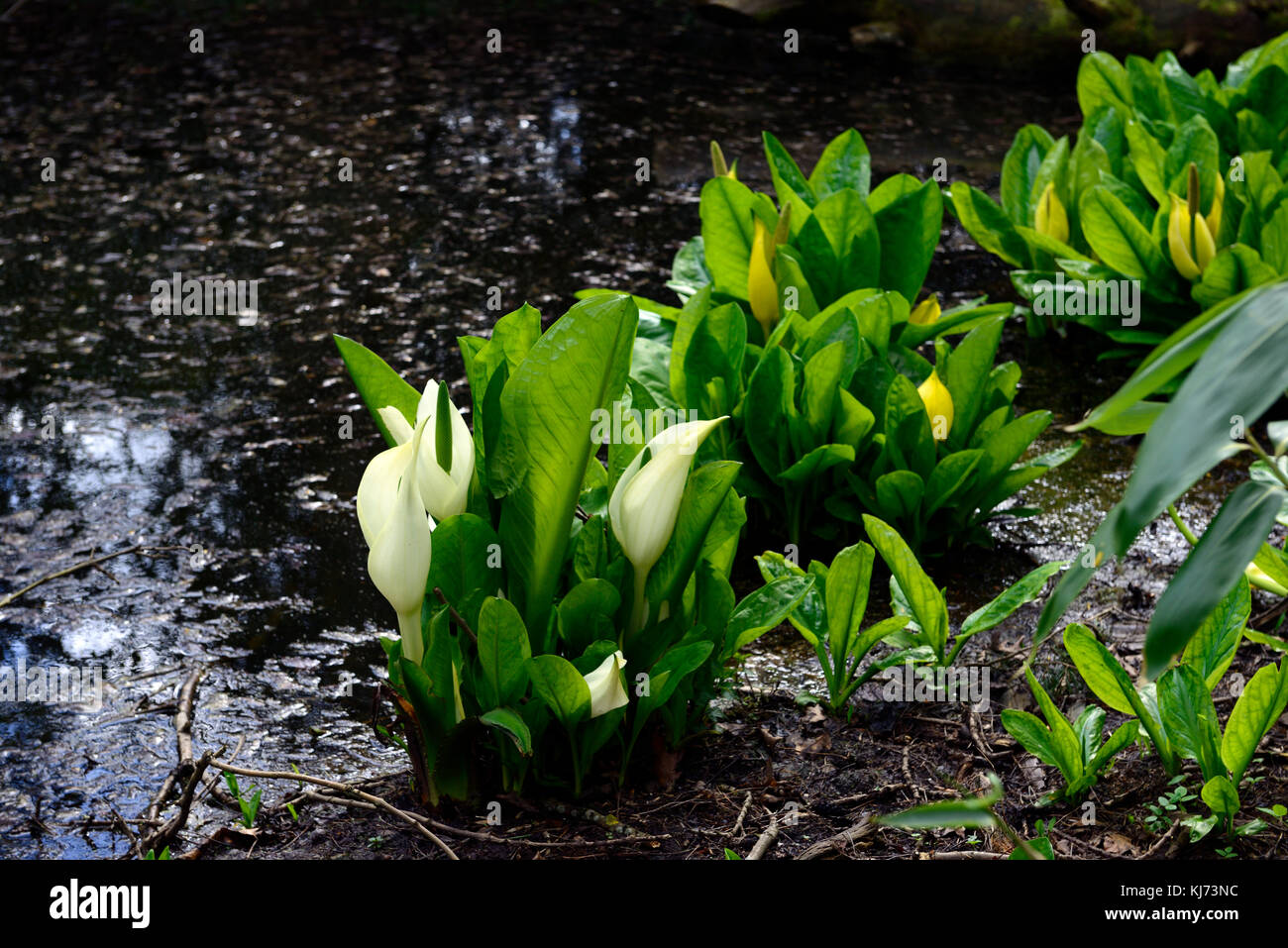 Lysichiton camtschatcensis,Asian skunk cabbage ,Lysichiton americanus, white, yellow, skunk cabbage, flowers, flowering, bloom, blooming, spring, pere Stock Photo