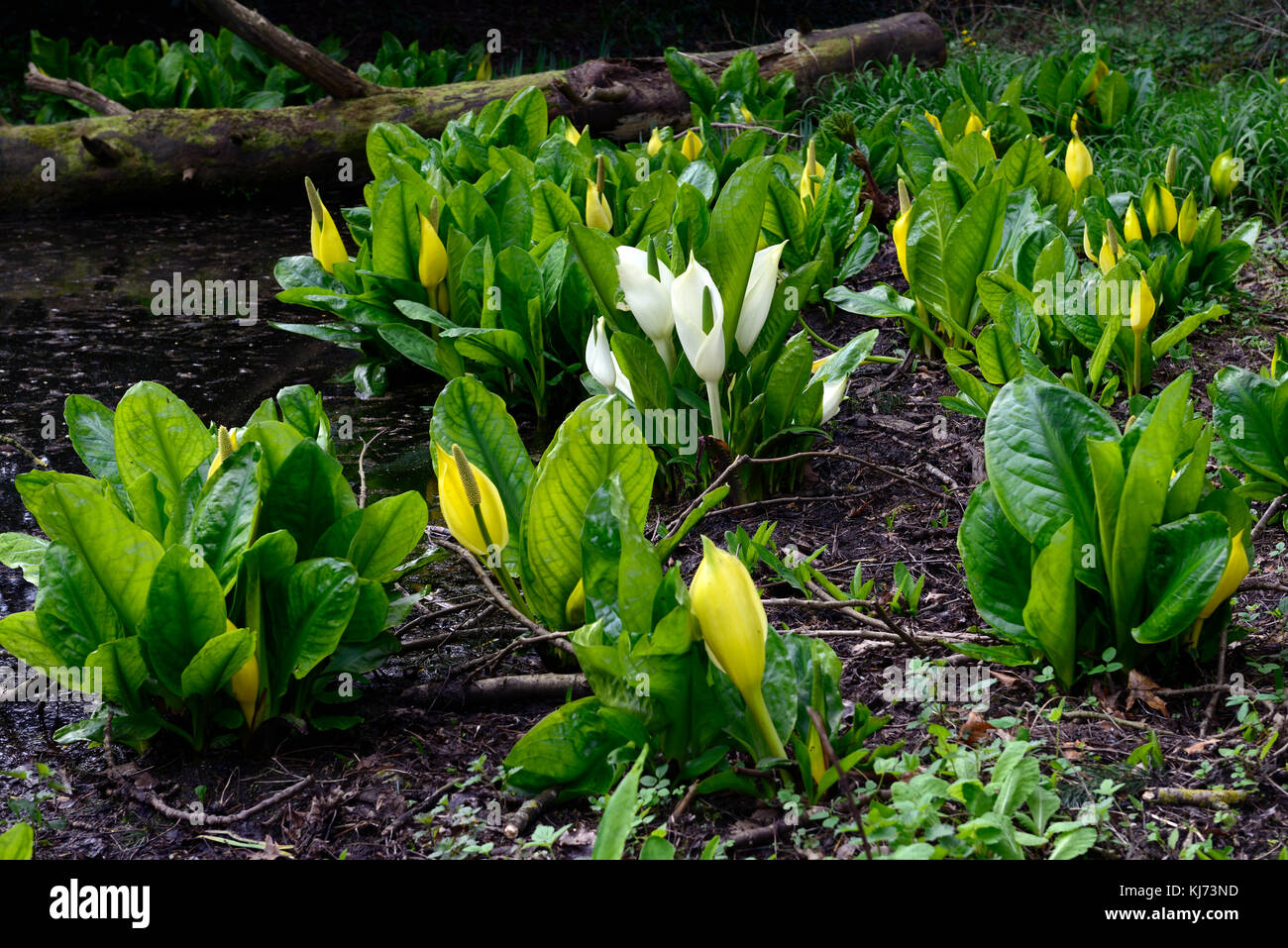 Lysichiton camtschatcensis,Asian skunk cabbage ,Lysichiton americanus, white, yellow, skunk cabbage, flowers, flowering, bloom, blooming, spring, pere Stock Photo