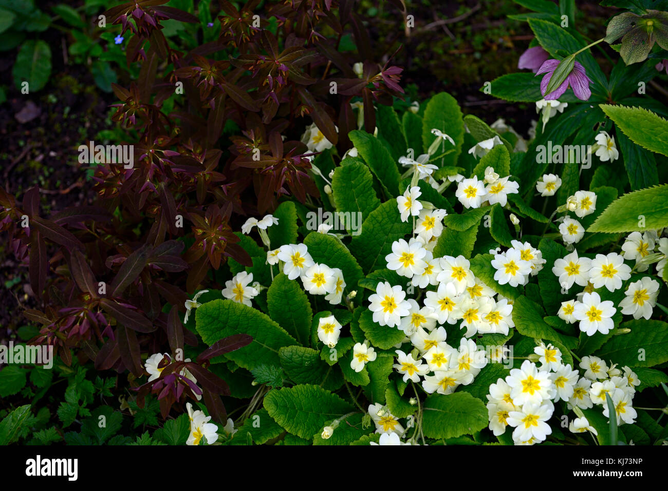 Primula vulgaris, primrose, Euphorbia amygdaloides Purpurea, purple, wood, spurge, yellow, hybrid, hybrids, flower, flowering, flowers, groundcover,sp Stock Photo