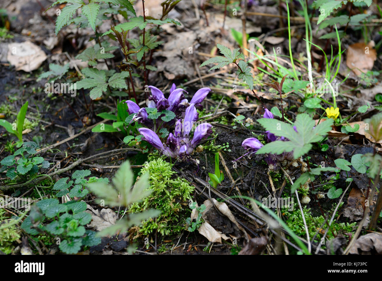Purple Toothwort, Lathraea clandestina,purple, lavender, flower, flowers, flowering, parasitic, parasite, plant, RM Floral Stock Photo
