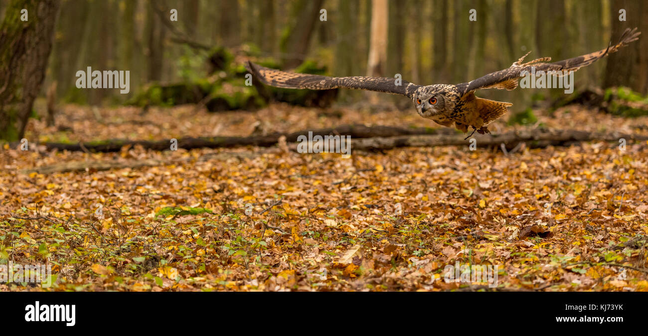 Eurasian eagle owl in flight on ground of natural forest during autumn Stock Photo
