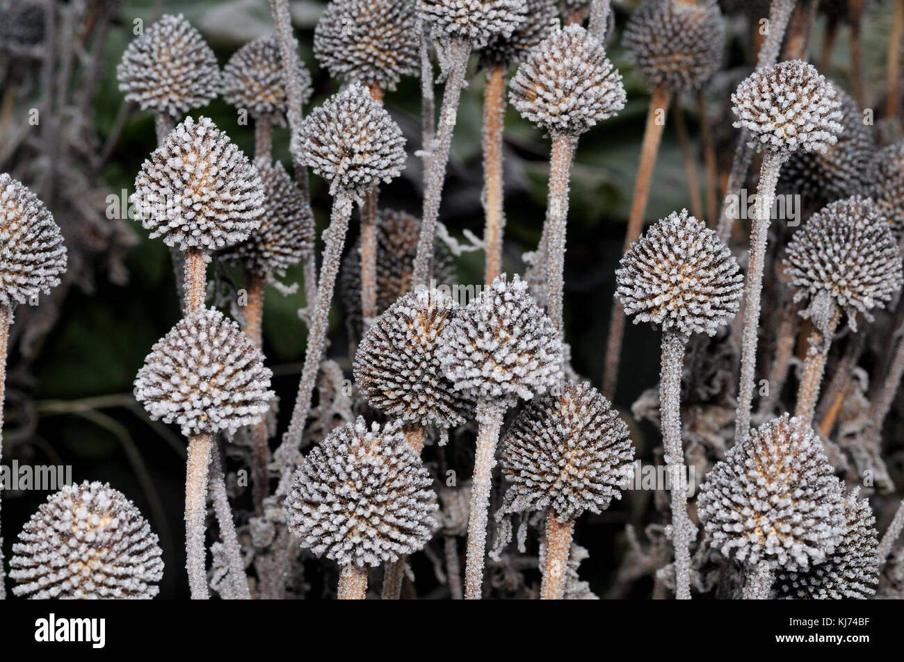 frost on wilted coneflowers Stock Photo Alamy