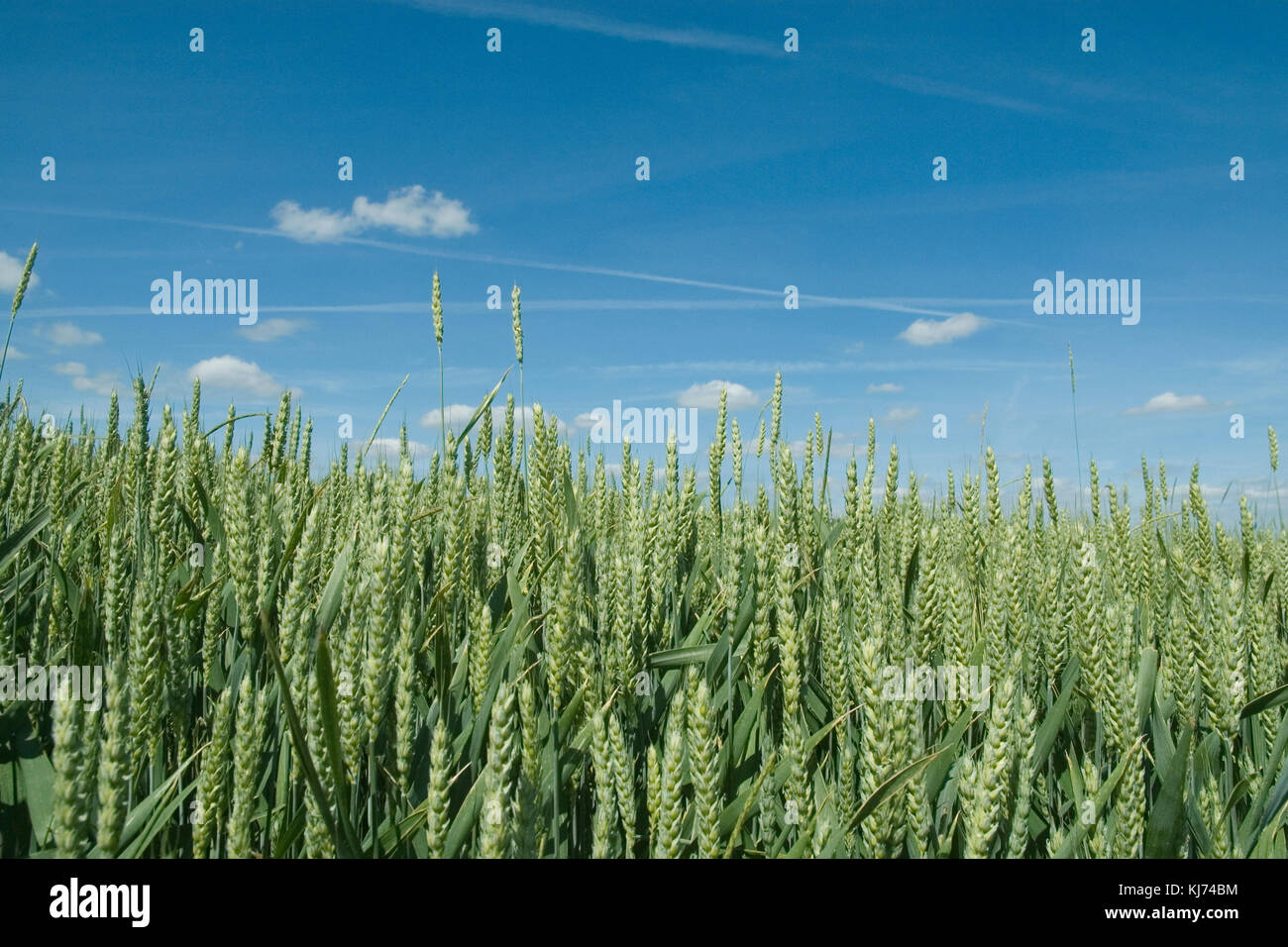 Green wheatfield hires stock photography and images Alamy