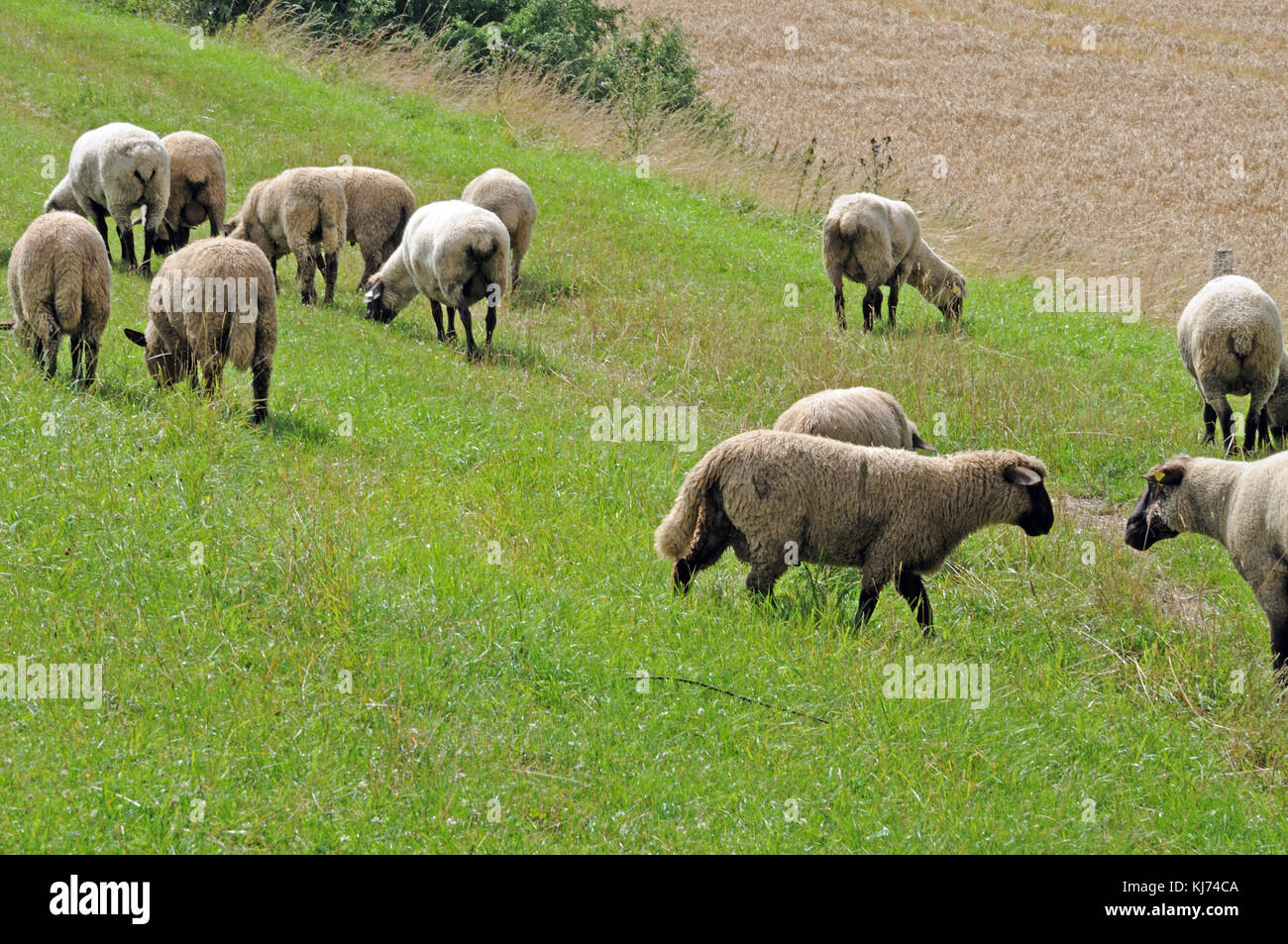 sheep browsing on pasture Stock Photo - Alamy