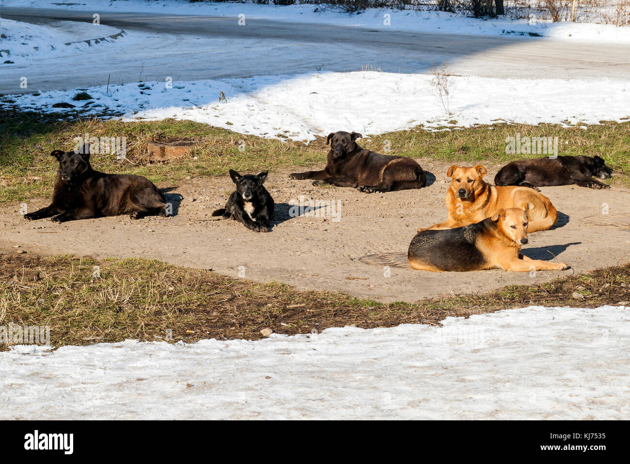 Homeless dogs in winter time heating on sanitaryware well. Stray dogs basking on the sewer hatch in cold weather in winter Stock Photo