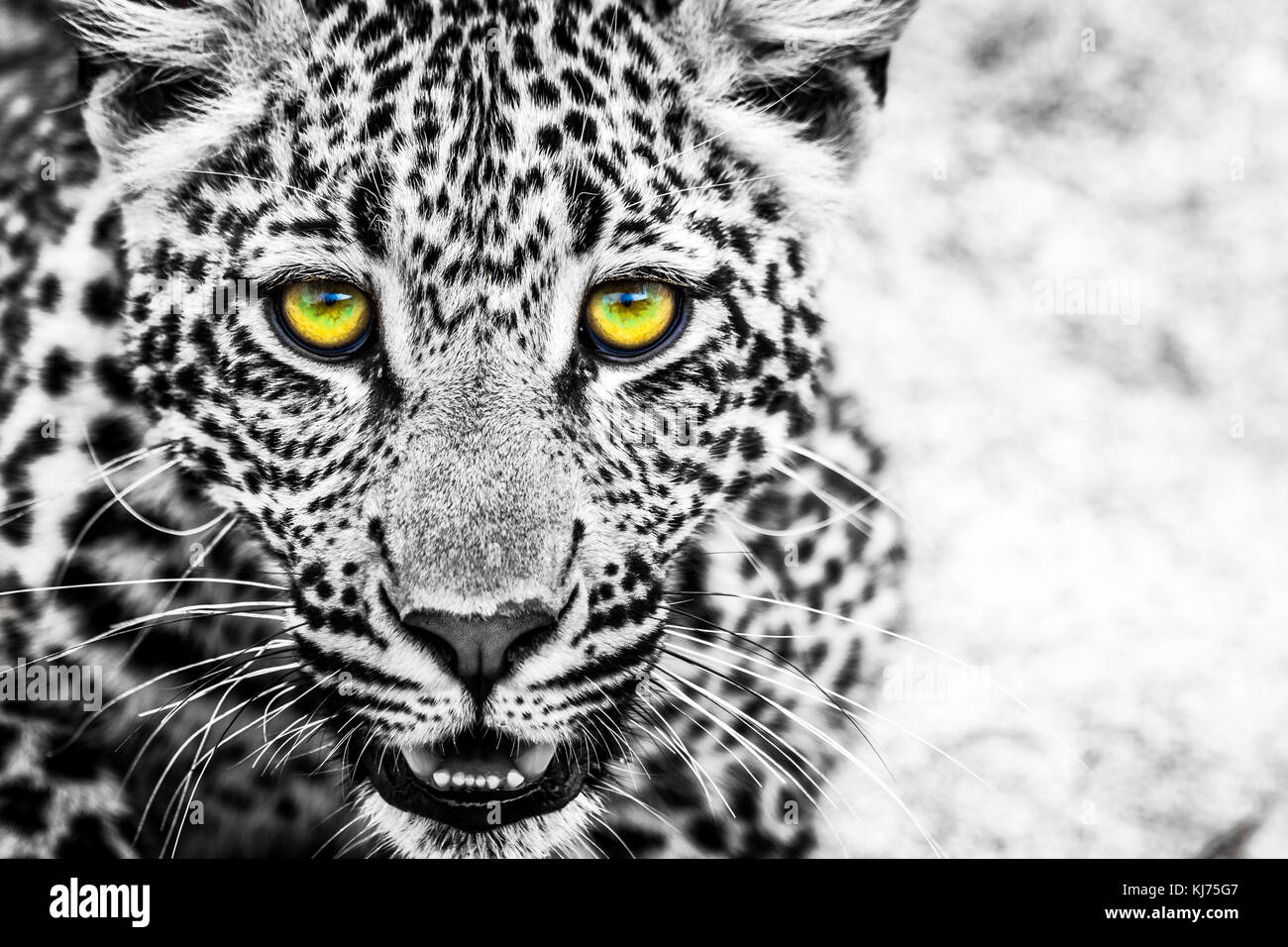 Young leopard in the Kruger park Stock Photo
